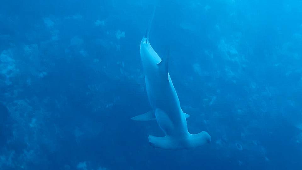Hammerhead in the Forgotten Islands; representative of Banda Sea