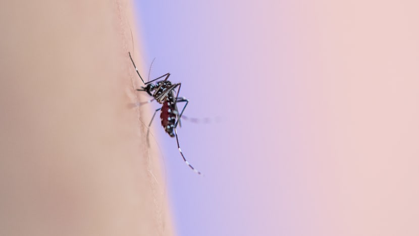 Certis debuts AI technology to identify Aedes mosquitoes, forecast dengue hot spots in Singapore