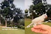 S'pore Woman Let Her Pet Parrot Out At Botanic Gardens, Thinking It Couldn’t Fly — It Ended Up In A Tree