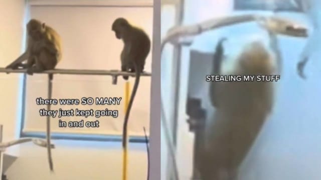 群猴“入侵”  女子家厕所  闯进闯出还偷走沐浴用品