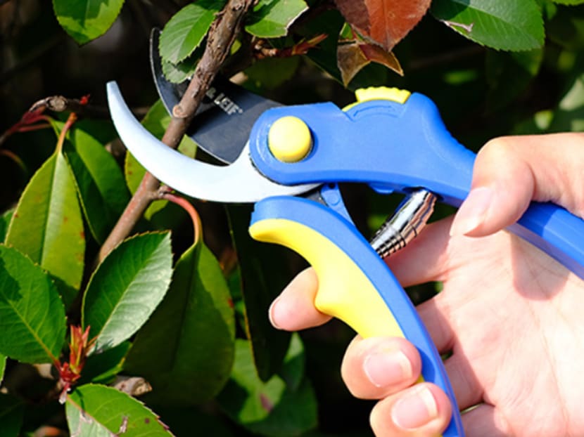 Commentary: Stop stealing my plants! Commentary: Stop stealing my plants!