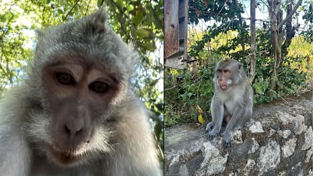 被猴子抢走手机 游客寻回后发现其自拍照