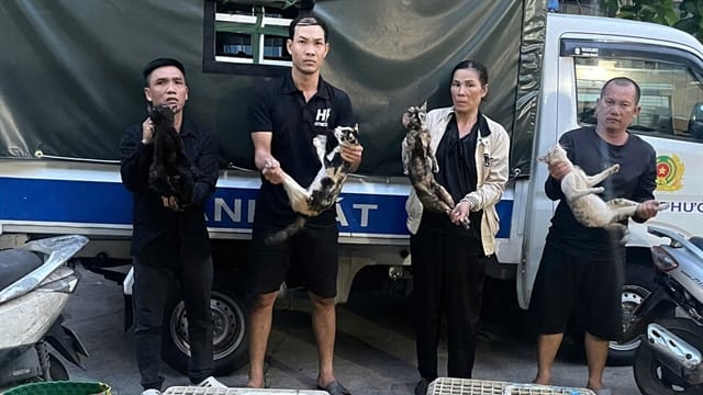 越南警方捣毁跨省偷猫集团 查获逾500只猫
