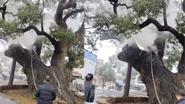 湖南两儿童点燃爆竹扔进树干 导致千年古树起火冒烟