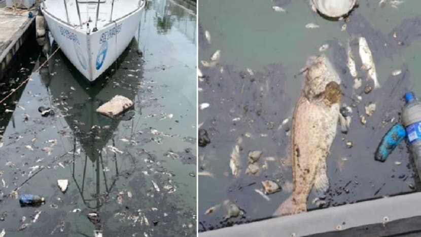 Tuas fire aftermath: Businesses affected by seawater quality; chemical smell still lingers in area Tuas fire aftermath: Businesses affected by seawater quality; chemical smell still lingers in area