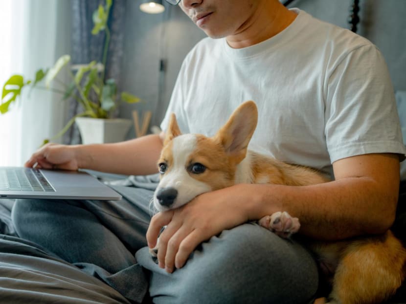 6 ideas to keep your beloved pet’s memory alive, from whimsical to luxurious