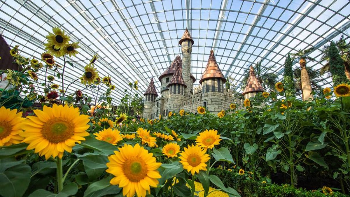 More than 10,000 sunflowers on display at Gardens by the Bay