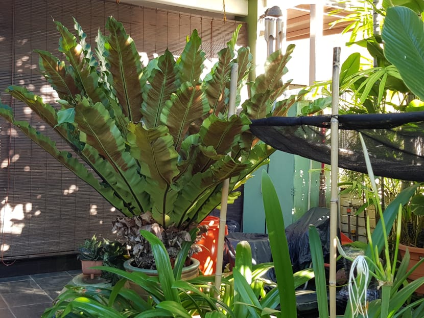 The writer had to move her bird's nest fern (pictured) into her home.
