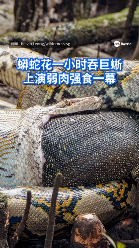 20261019_python_monitor_lizard