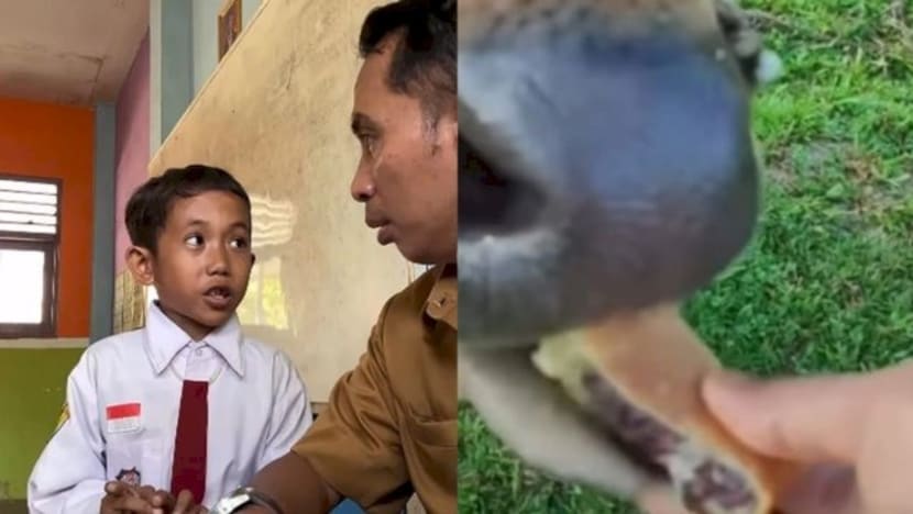 Viral sapi bisa makan martabak? Siswa di Lumajang buktikan kepada gurunya 