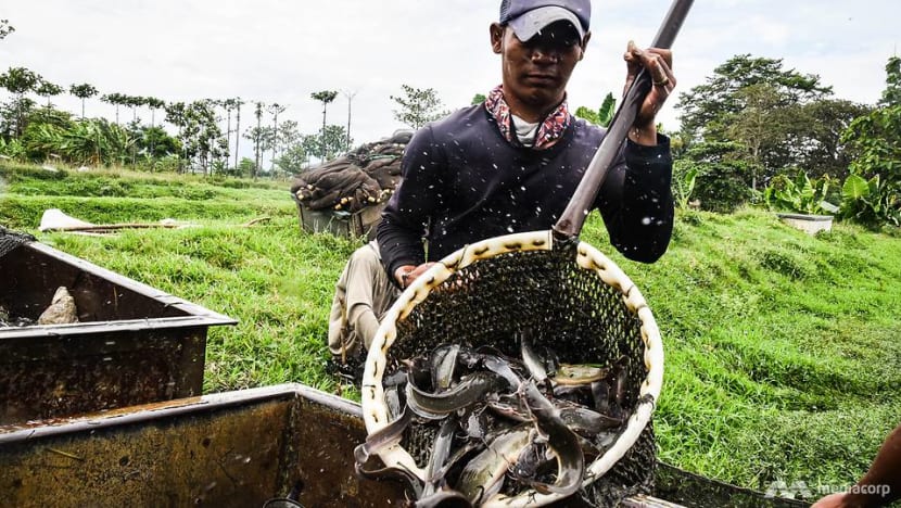 The Bandung tech startup aiming to use mushrooms to help grow houses 