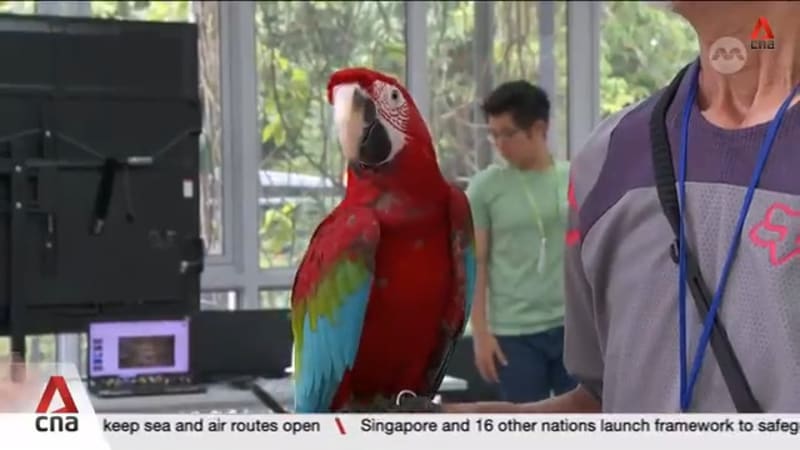 AVS advises against free-flying parrots outdoors due to safety concerns