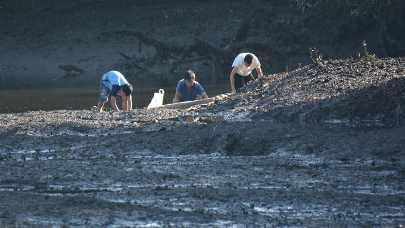 Trio seen allegedly poaching for shellfish and crabs at Sungei Buloh Wetland Reserve