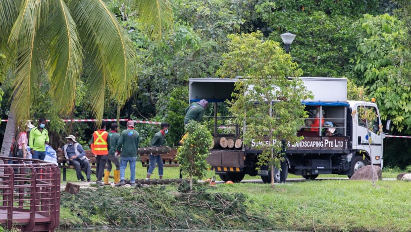 Tree failure incidents down almost 90% over past 20 years but not possible to prevent completely: Desmond Lee