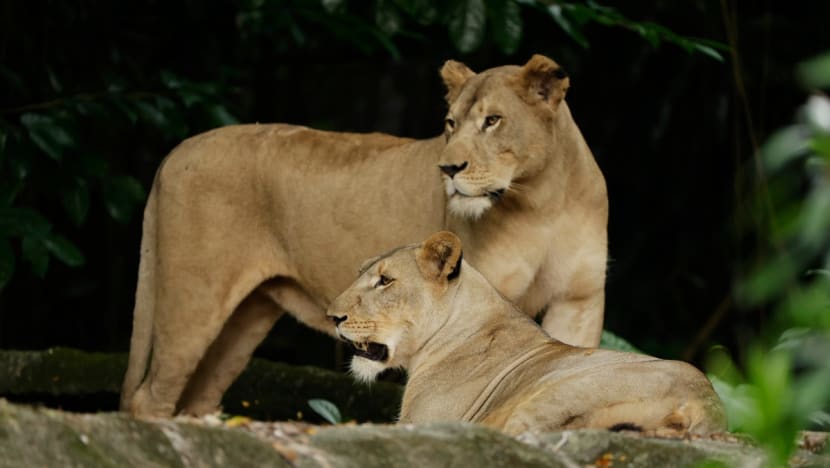 African lion at Singapore Zoo recovers from Covid-19; exhibit to reopen on Nov 27