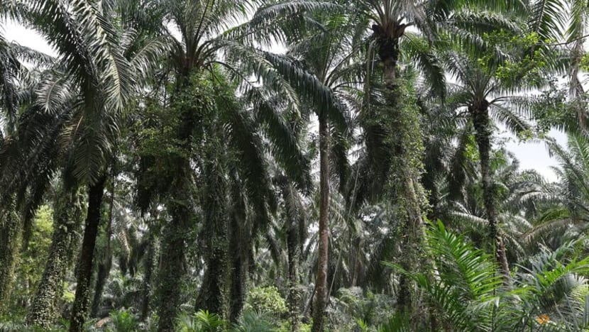 Malaysia makes contingency plans for agriculture exports under EU deforestation rules Malaysia makes contingency plans for agriculture exports under EU deforestation rules