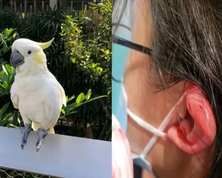 Girl bitten by cockatoo at Bird Paradise, Mandai Wildlife Group rendered first aid