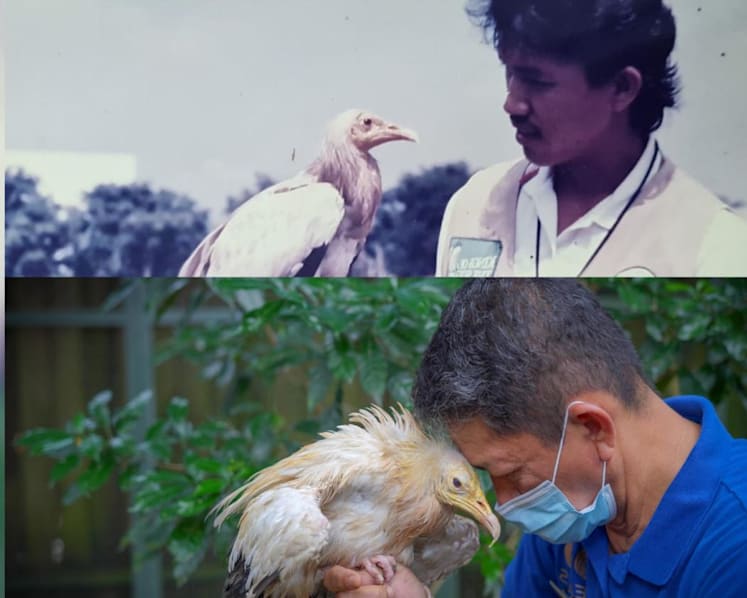 Jurong Bird Park's pioneer generation vulture dies