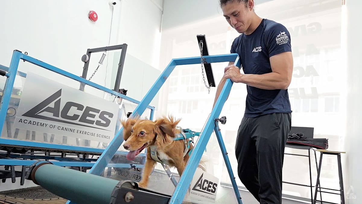 Is walking your dog enough? Inside Singapore’s dog gym with treadmills and swimming