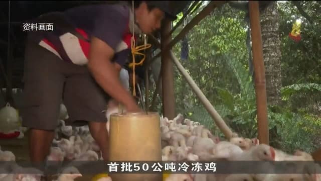 从印尼进口冷冻鸡 摊贩：价格偏高 不打算进货