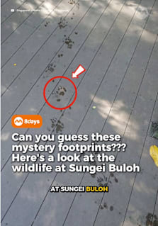 A trail of mysterious wet paw prints spotted at Sungei Buloh Wetland Reserve recently sparked a guessing game among wildlife enthusiasts. The culprit turned out to be a smooth-coated otter, one of many animals that can be found at the nature reserve alongside crocodiles, wild boars, monitor lizards and migratory birds. #8dayssg #8dayssgtrending #wildlife #singapore #crocodile