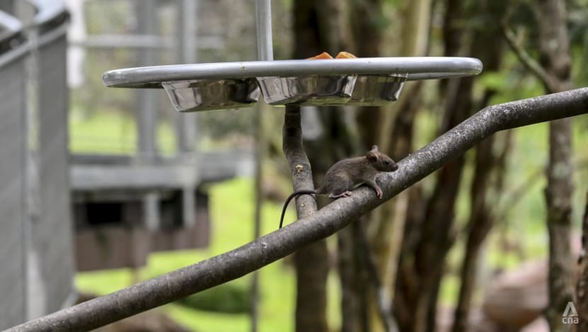 Rats invade Singapore's Bird Paradise Rats invade Singapore's Bird Paradise