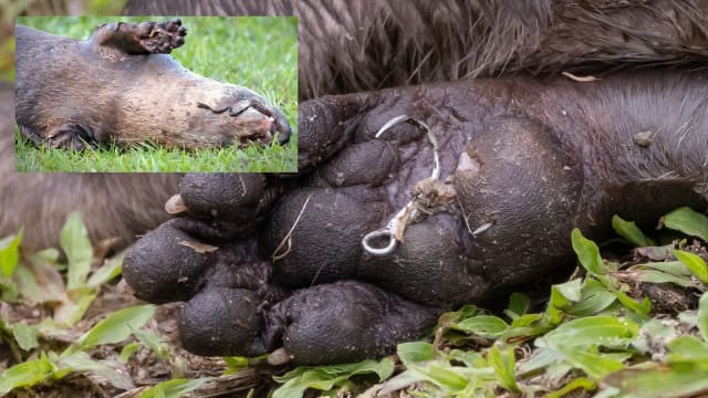 疑触碰鱼钩而受伤 志愿者寻找水獭“花头姐”下落