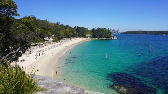 澳洲悉尼港鲨鱼袭击少年 12岁男孩命悬一线