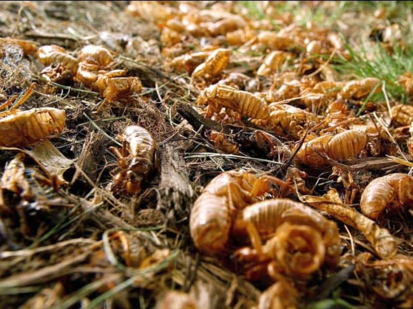 A swarm of cicadas emerging after 17 years underground in Washington DC on May 21, 2004. Many Americans are now preparing themselves for the next swarm expected to arrive in 2021.