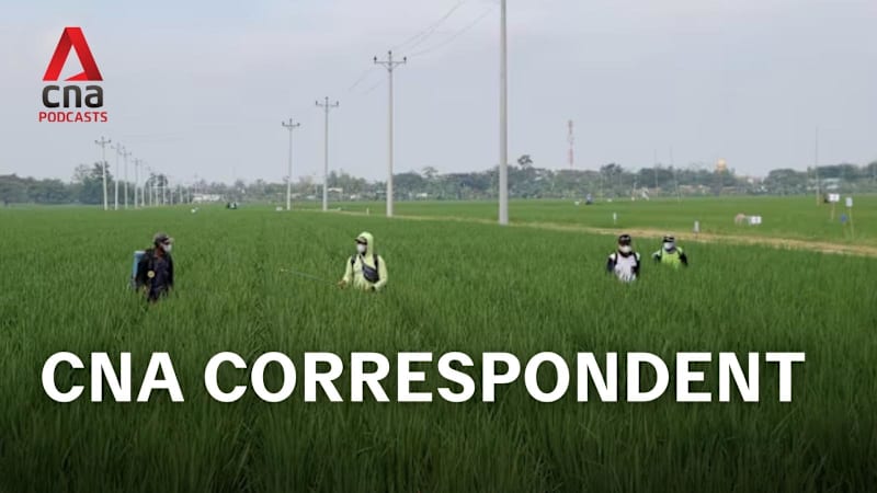CNA Correspondent - Can rice farming ever be climate friendly?