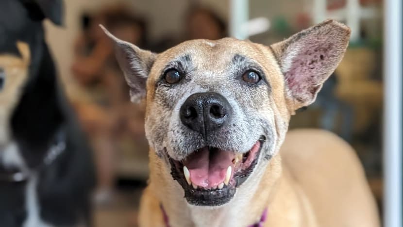 80% of free-roaming dogs sterilised since introduction of neutering programme in 2018: Desmond Lee