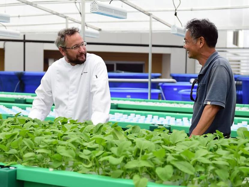 Aquaponics farming: How two hotels are looking to boost their sustainable practices
