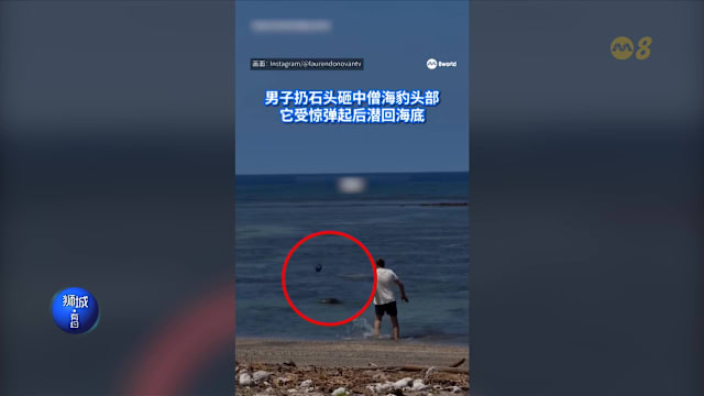 狮城有约 | 8分看视界：港女坐优先座被扯发踩脚 游客砸濒危海豹被民众打倒