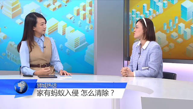 狮城有约 | 住家蚂蚁成群 专家：喷杀虫剂会出现更多蚁穴