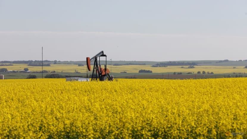China slaps temporary duties on Canadian canola