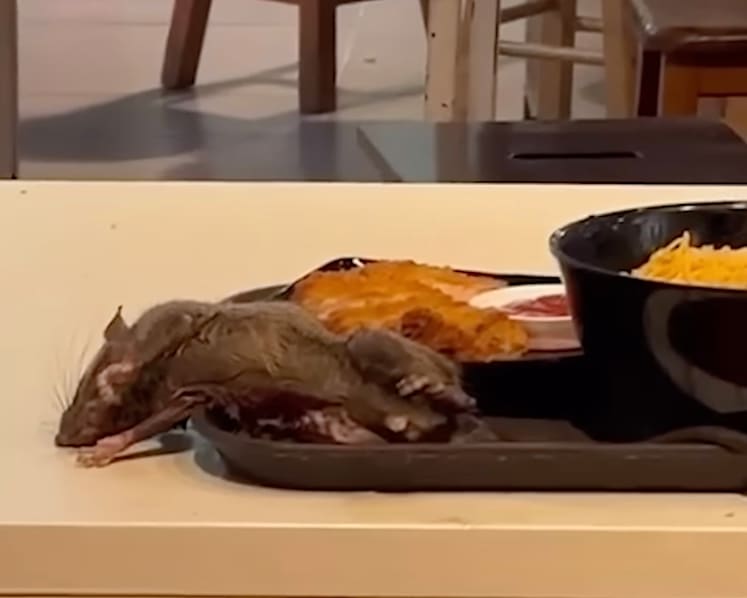 Rat infestation: Tangs Market food court on Orchard Road to close on Nov 30 for deep cleaning