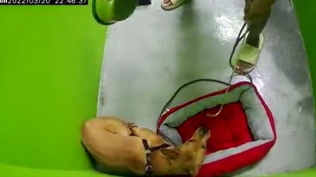 训犬中心铁腕虐狗 动物与兽医事物组：涉事训犬师资格暂吊销