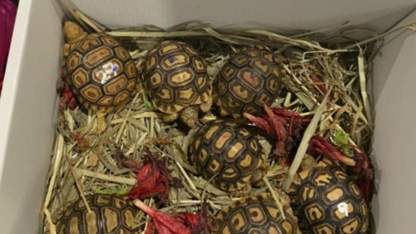 Lelaki dipenjara seludup 7 kura-kura menerusi Pusat Pemeriksaan Woodlands