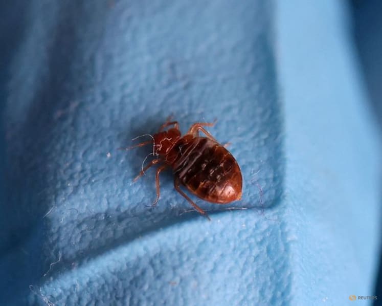 South Korea launches 4-week campaign to fight nationwide bedbug infestations