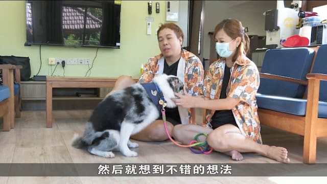 本地兴起“宠物度假热” 带毛小孩入住度假屋成新趋势
