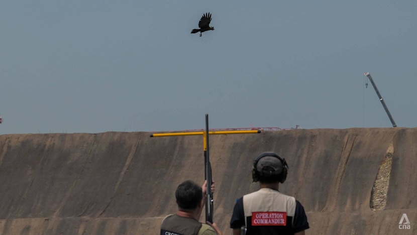 Robot decoys, trained marksmen deployed as Singapore resumes crow shooting operations after six-year hiatus