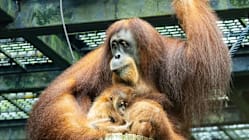 Pengunjung Taman Haiwan SG kini berpeluang lihat anak orang utan 'Ayaan'; dilahirkan secara caesarean