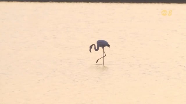 西班牙湿地水位下降 火烈鸟觅食筑巢受阻另觅家园