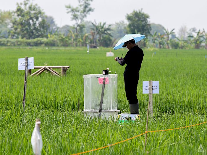 How Singapore scientists are nurturing a climate-friendly rice revolution with some regional farmers