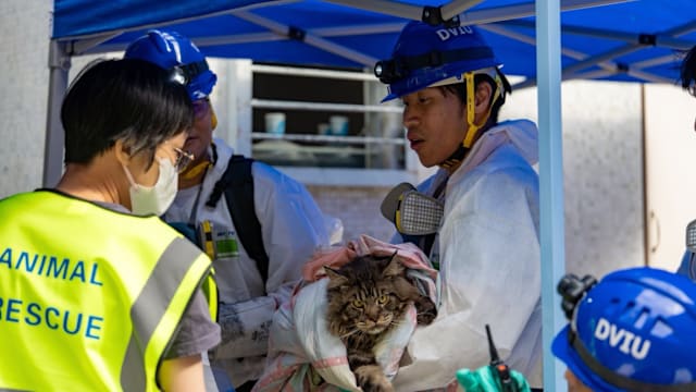 香港宏福苑大火逾百宠物获救