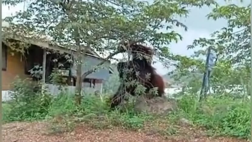 Viral penampakan orangutan raksasa dekat rumah warga, habitat mereka semakin tergerus? 