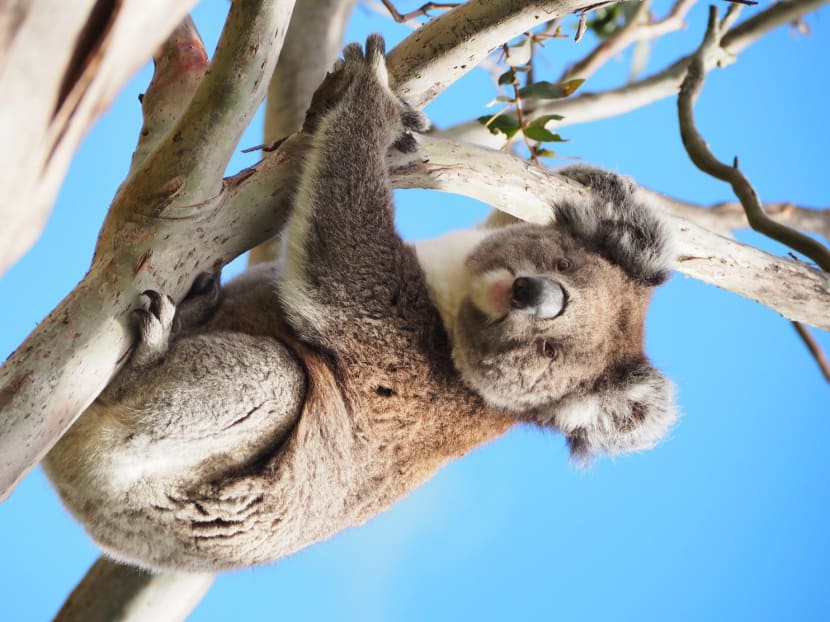 How to enjoy the Great Ocean Road