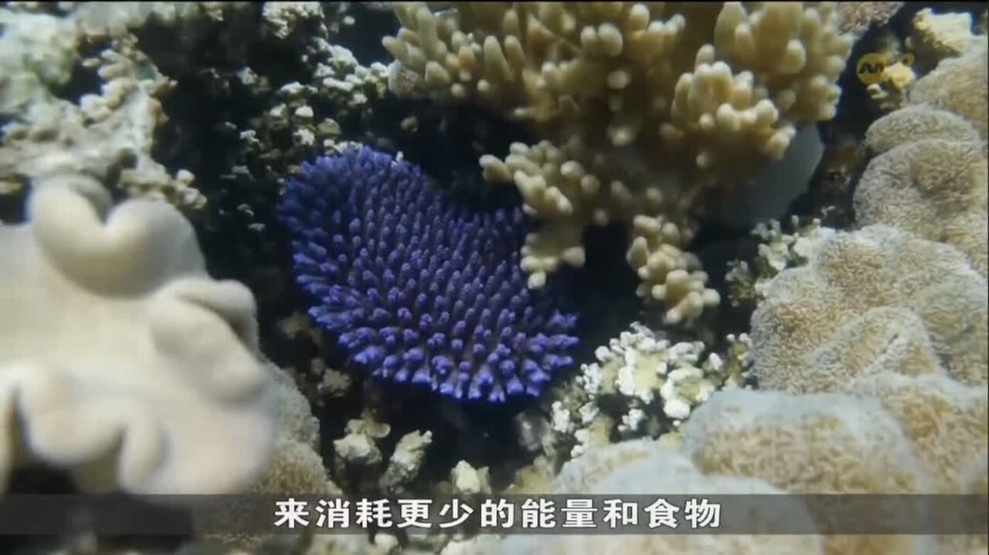 研究：小丑鱼或通过调整体型 适应新环境以提高存活几率