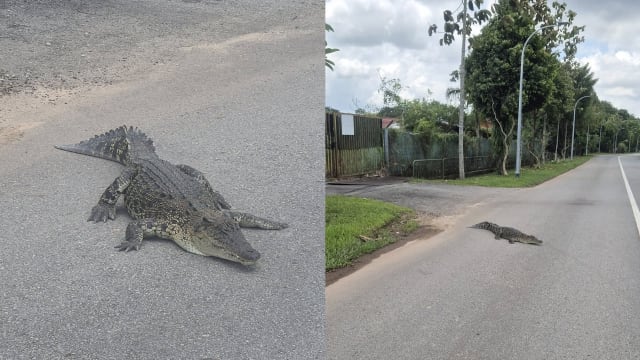 本地马路上鳄鱼出没 网民：谁家宠物在日光浴？