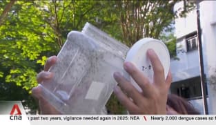 Dengue-related deaths, cases reported down in year so far